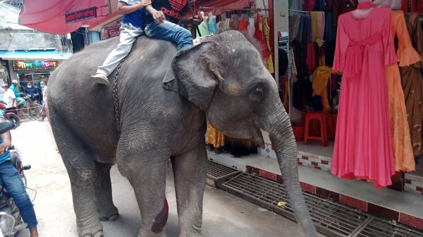 বরগুনায় ঈদ বাজারে হাতি দিয়ে চাঁদাবাজী