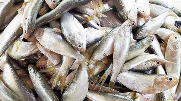 বরগুনায় বেহুন্দি জালে চলছে ইলিশ পোনা মাছ নিধনের উৎসব