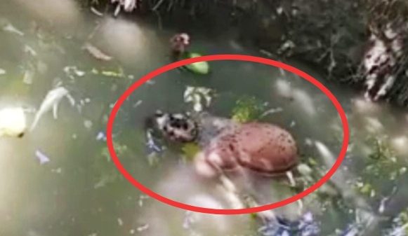 বামনায় খালে ভাসছে কলেজ কর্মচারীর লাশ