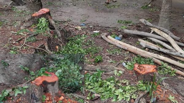 কলাপাড়ায় গভীর রাতে গাছ কেঁটে নেয়ার অভিযোগ
