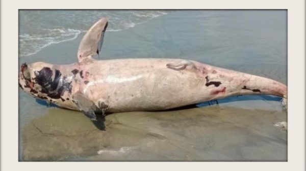 কুয়াকাটা সৈকতে মৃত শুশুক উদ্ধার