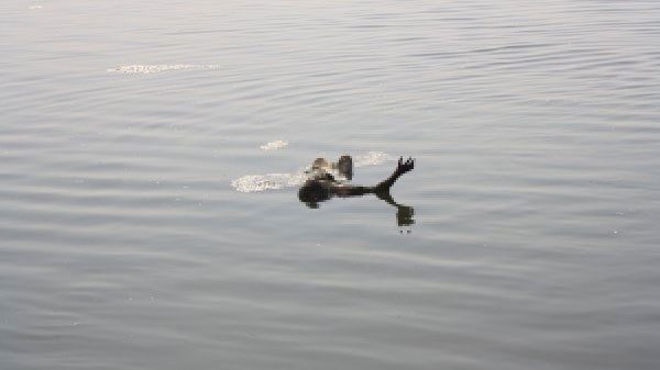চরফ্যাশনে নদী থেকে ২ লাশ উদ্ধার