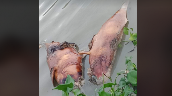 উজিরপুরের সন্ধ্যা নদীতে মৃত তিমি