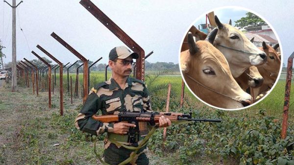 চোরাইপথে গরু আনতে গিয়ে যুবকের মৃত্যু