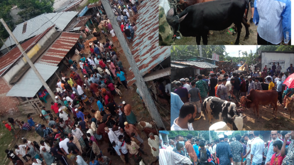 স্বাস্থ্যবিধি না মেনে বাবুগঞ্জ চলছে গরু-ছাগলের হাট: মাত্রাতিরিক্ত খাজনা আদায়!