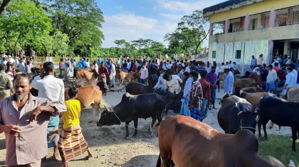 চরফ্যাশনে স্কুলের মাঠে গরুর হাট
