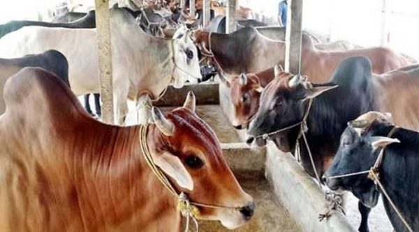 কাউখালী অনলাইন পশুর হাটে নেই ক্রেতা বিক্রেতাদের সাড়া