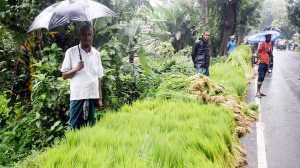 গৌরনদীতে জমে উঠছে বীজ ক্রয়-বিক্রয়ের হাট