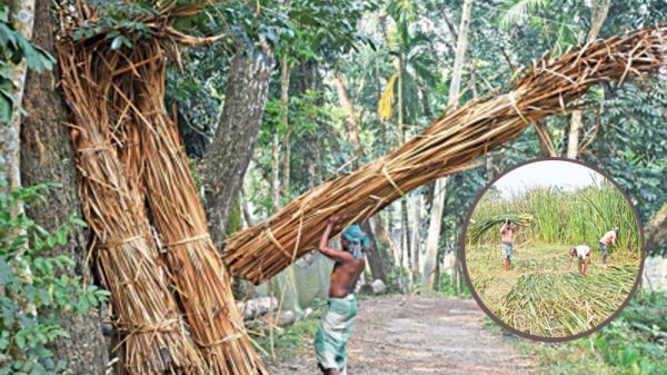 বিলুপ্তির পথে ঐতিহ্যবাহী হোগলা শিল্প