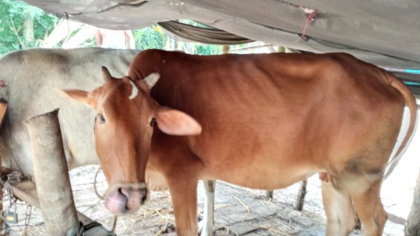 জাহাঙ্গীরনগর ইউনিয়ন( আগরপুর) গরু চুরির হিরিক।।