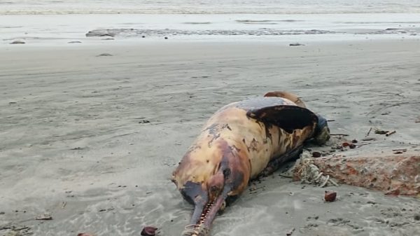 কুয়াকাটা সমুদ্র সৈকতে ভেসে এলো আরও দুটি মৃত ডলফিন