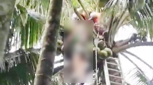 বরগুনায় গাছ থেকে পড়ে যুবকের মৃত্যু