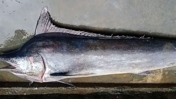 কুয়াকাটায় ৪ মণ ওজনের ব্ল্যাক মার্লিন মাছ ধরা পড়েছে