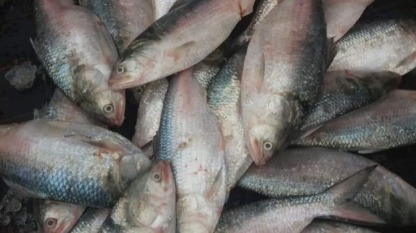 পাথরঘাটায় জাঁকে জাঁকে ইলিশ