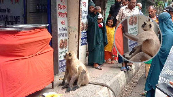 বরিশালে খাবারের সন্ধানে লোকালয়ে ঘুরে বেড়াচ্ছে হনুমান
