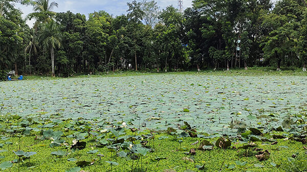 বরিশালের ঐতিহ্যবাহী পদ্ম পুকুর হারিয়েছে জৌলুস